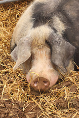 Image showing close up of a very big pig pink and black