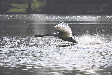 Image showing Landing of a swan mute in france