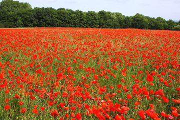 Image showing Fields of poppies in spring in France