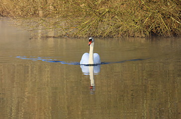 Image showing Wild swan mute on its lake in France.