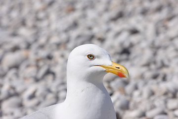 Image showing portrait of a seagull on shingle beach