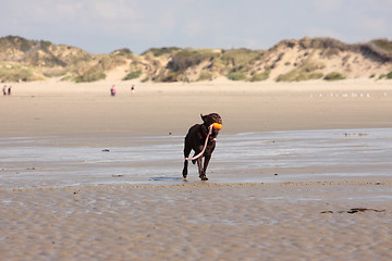 Image showing brown labrador playing on a sandy beach