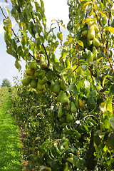 Image showing pear trees laden with fruit in an orchard in the sun