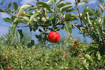 Image showing Beautiful red apple on a branch under a blue sky