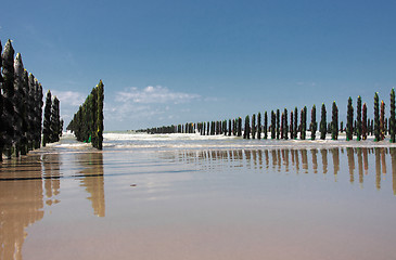 Image showing mussel sea on the coast of opal in France Bouchot