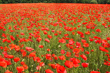 Image showing Fields of poppies in spring in France