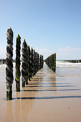 Image showing mussel sea on the coast of opal in France Bouchot