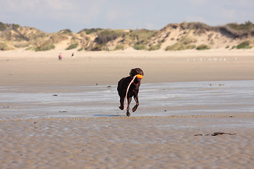 Image showing brown labrador playing on a sandy beach