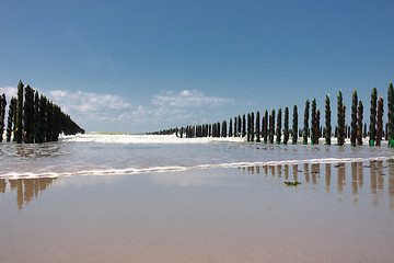 Image showing mussel sea on the coast of opal in France Bouchot