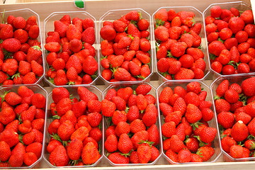 Image showing trays of beautiful red strawberries and ripe de France