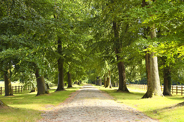 Image showing tree-lined road in the spring in the countryside