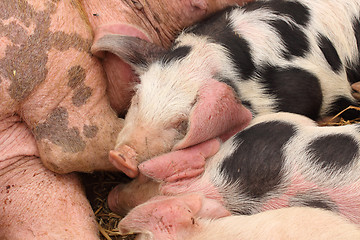 Image showing piglets suckling their mother lying on the straw