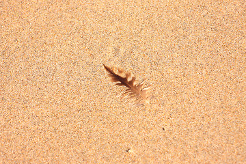 Image showing pen of a young gull on sand