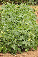 Image showing string green beans in vegetable garden