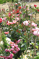 Image showing Market of flowers in spring in France