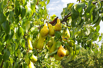 Image showing pear trees laden with fruit in an orchard in the sun