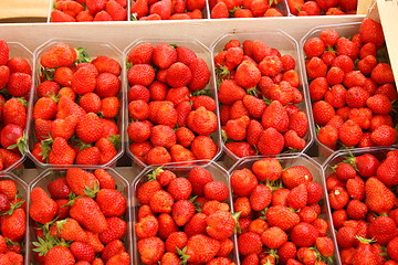 Image showing trays of beautiful red strawberries and ripe de France