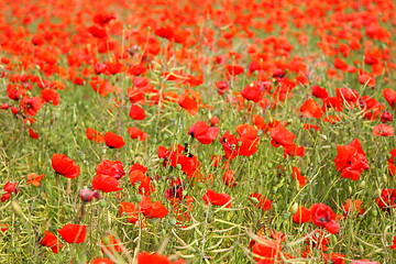 Image showing Fields of poppies in spring in France