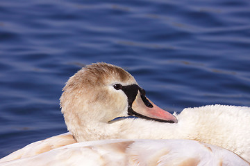 Image showing a young mute swan make her toilet. his attitude is soft