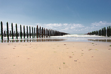 Image showing mussel sea on the coast of opal in France Bouchot