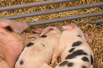 Image showing piglets suckling their mother lying on the straw