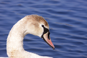 Image showing a young mute swan make her toilet. his attitude is soft