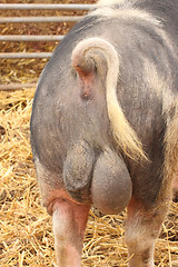 Image showing rear view of a big pig and his testicles