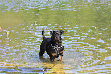 Image showing large female rottweiler after playing in water
