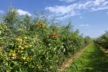 Image showing apple trees loaded with apples in an orchard in summer