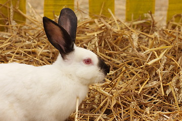 Image showing close-up of a white rabbit farm in the straw