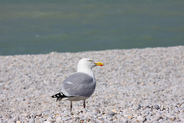 Image showing portrait of a seagull on shingle beach