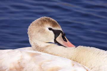 Image showing a young mute swan make her toilet. his attitude is soft