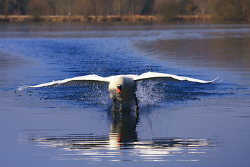 Image showing arrival of a large male swan