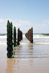 Image showing mussel sea on the coast of opal in France Bouchot