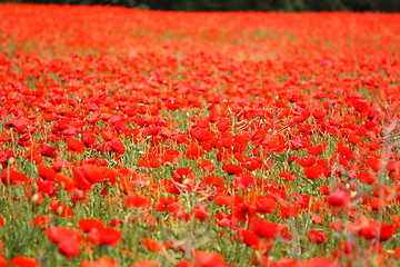 Image showing Fields of poppies in spring in France