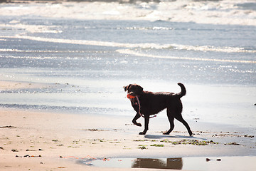 Image showing brown labrador playing on a sandy beach