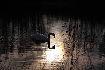 Image showing Wild swan mute on its lake in France.