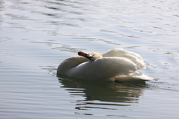 Image showing Wild swan mute on its lake in France.