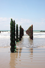 Image showing mussel sea on the coast of opal in France Bouchot