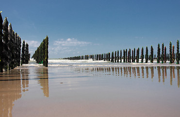 Image showing mussel sea on the coast of opal in France Bouchot