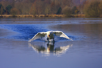 Image showing arrival of a large male swan