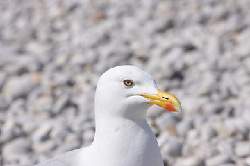 Image showing portrait of a seagull on shingle beach