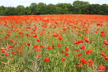 Image showing Fields of poppies in spring in France