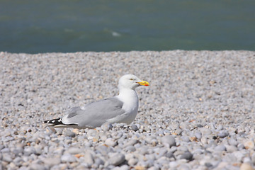 Image showing portrait of a seagull on shingle beach