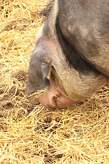 Image showing close up of a very big pig pink and black