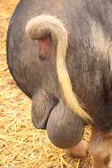 Image showing rear view of a big pig and his testicles