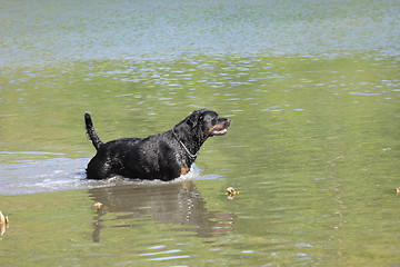 Image showing female rottweiler playing in the water of a river