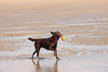 Image showing brown labrador playing on a sandy beach