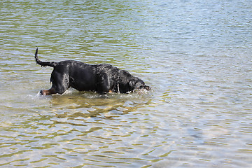 Image showing female rottweiler playing in the water of a river