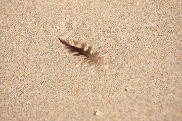 Image showing pen of a young gull on sand